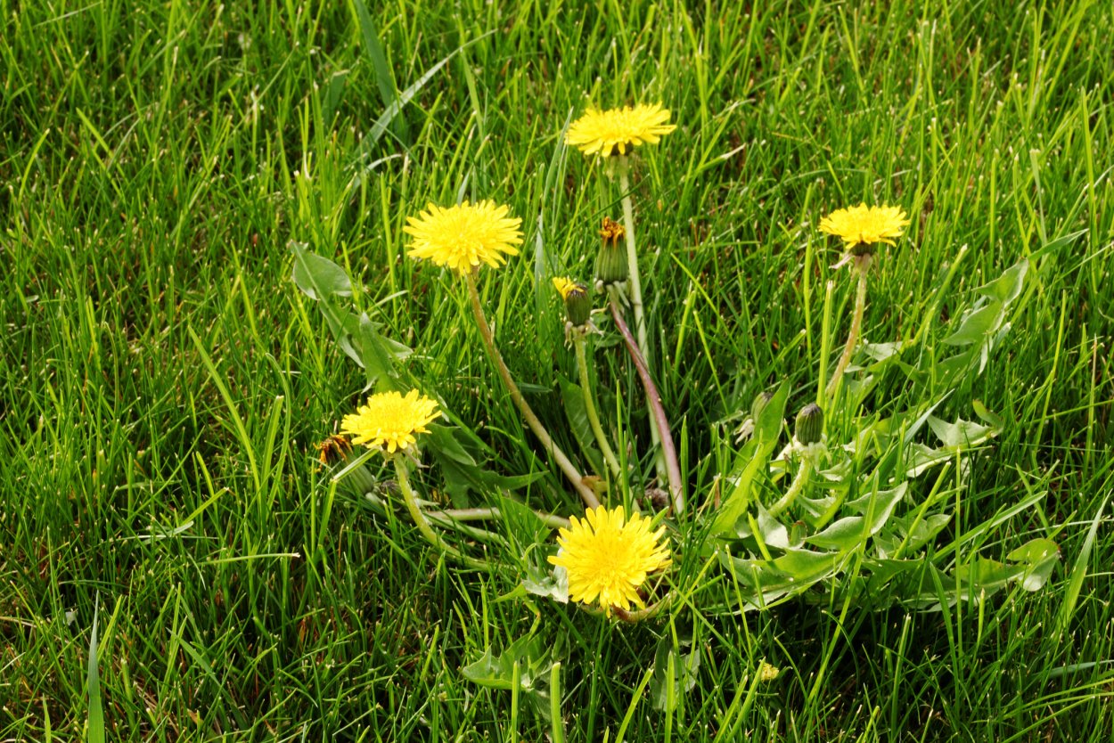 Одуванчик лекарственный- Taraxacum officinale web.