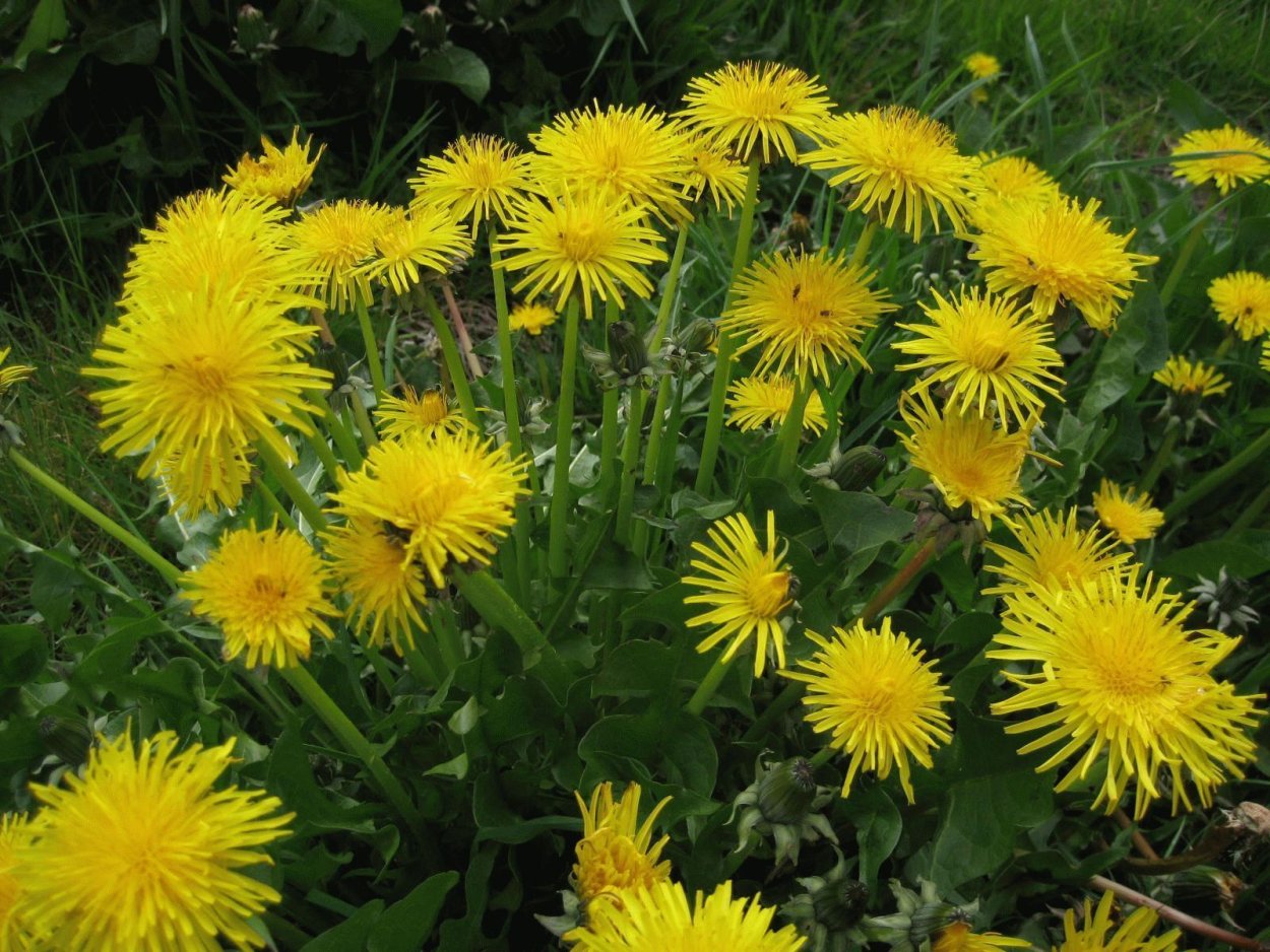 Одуванчик Taraxacum officinale