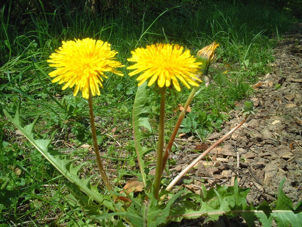Одуванчик полевой лекарственный