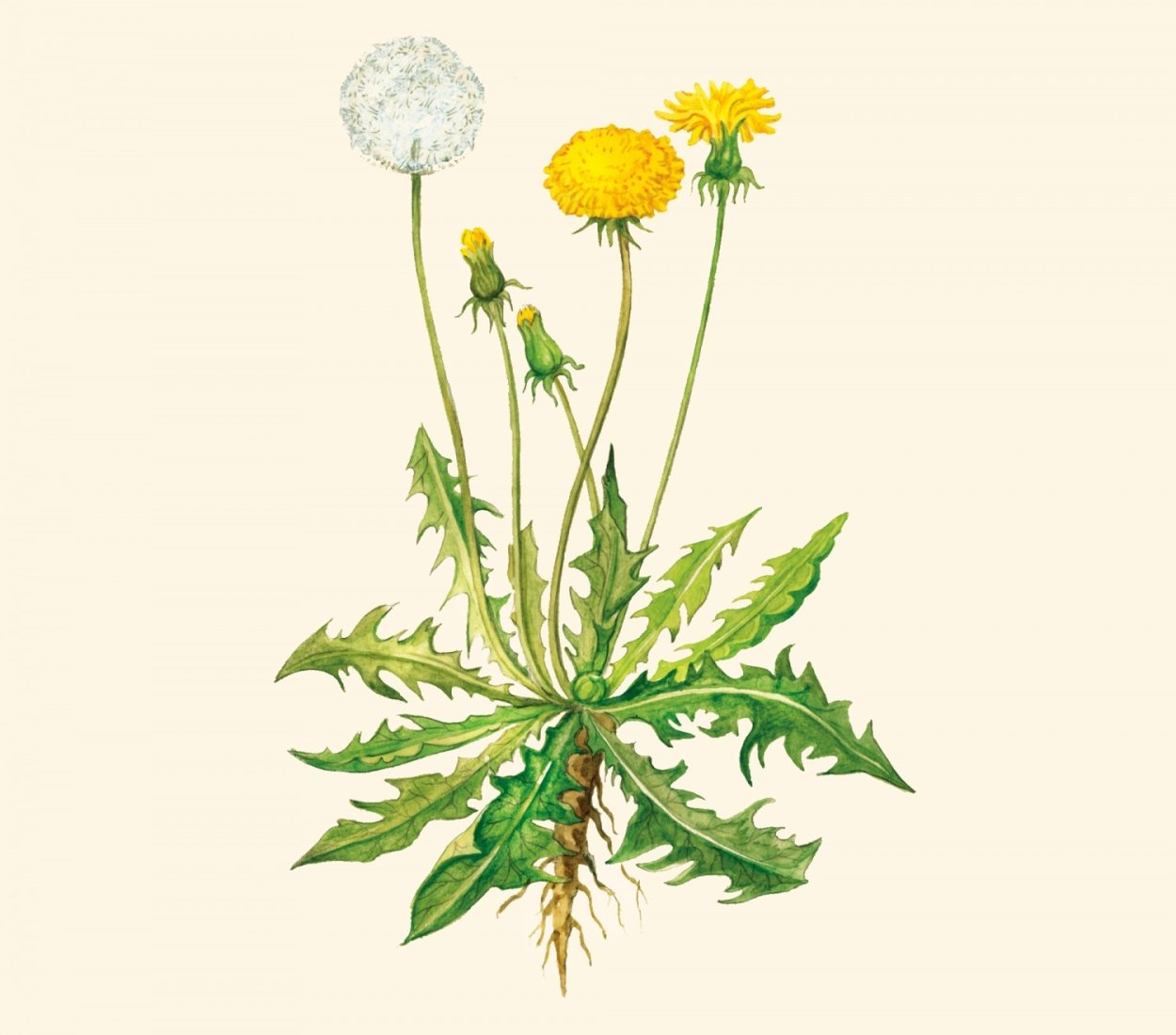Одуванчик лекарственный гербарий