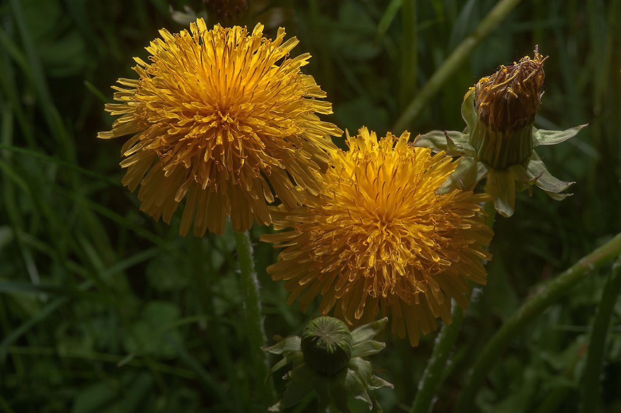 Строение соцветий ромашки аптечной
