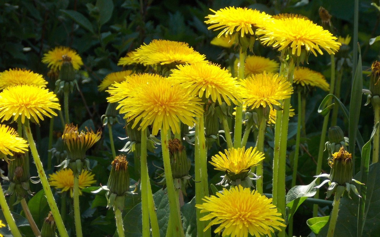 Тень одуванчика