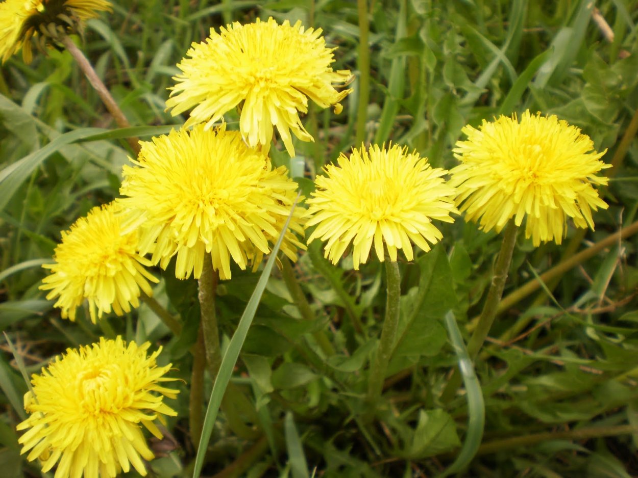 Семейство Астровые. Одуванчик лекарственный