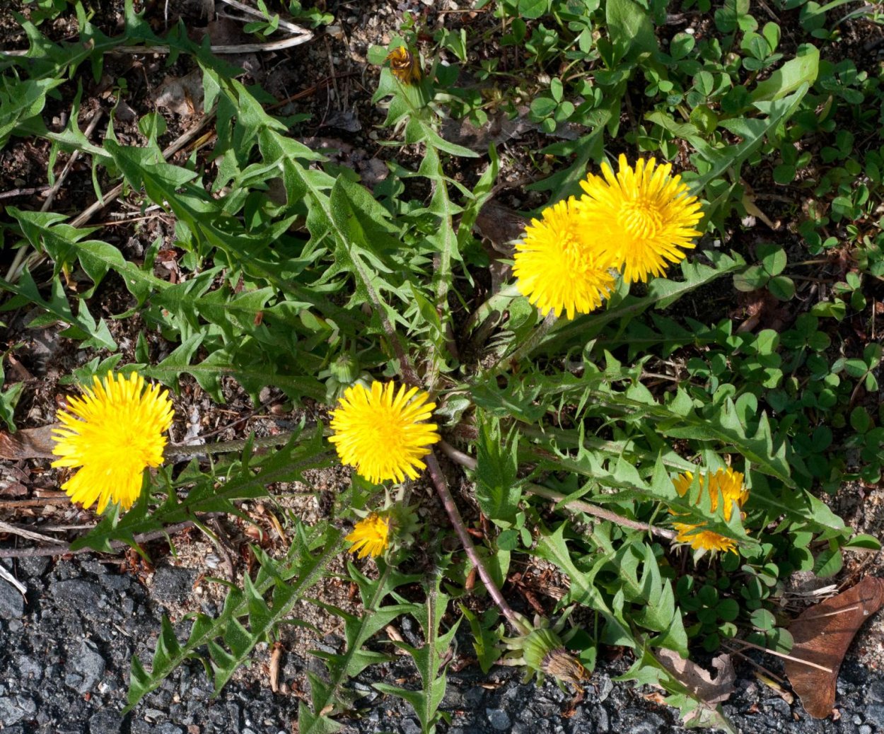 Одуванчик Taraxacum officinale