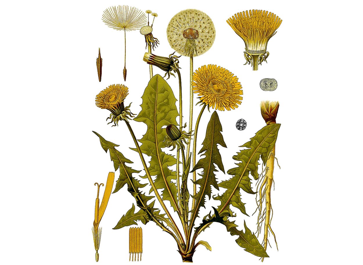 Одуванчик Taraxacum officinale