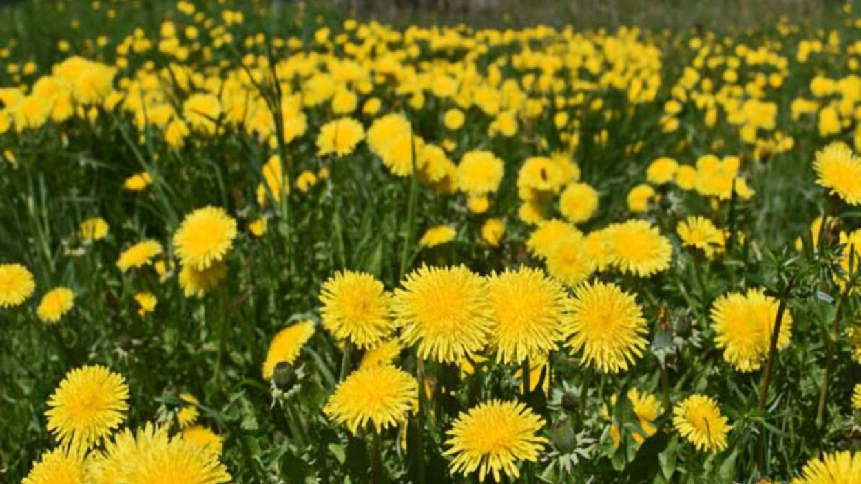 Одуванчики цветут