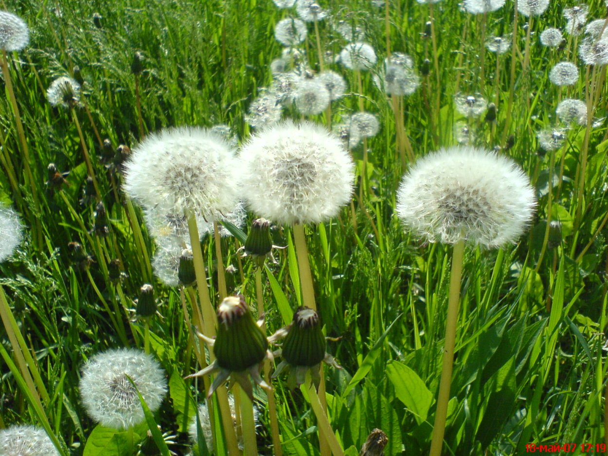 Седой одуванчик