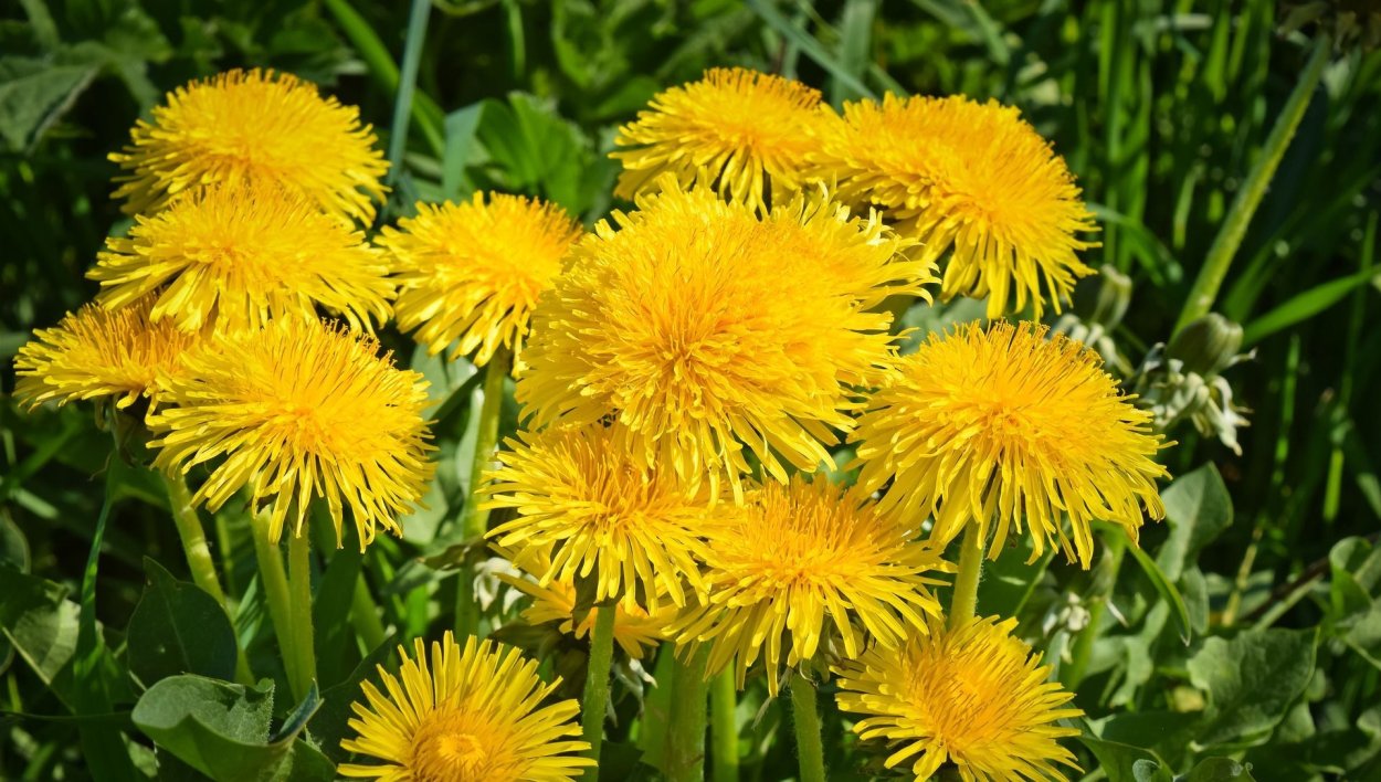 Клумба с одуванчиками