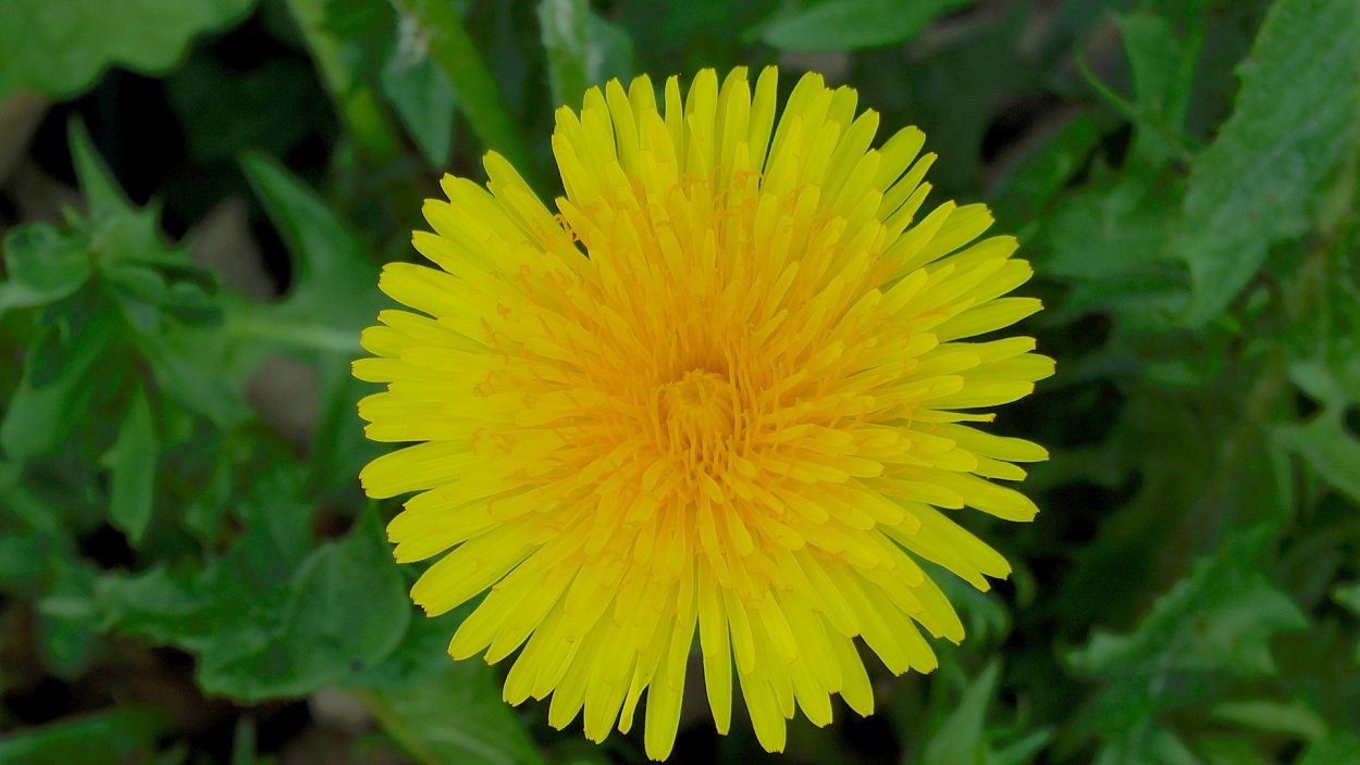 Аптека под ногами одуванчик