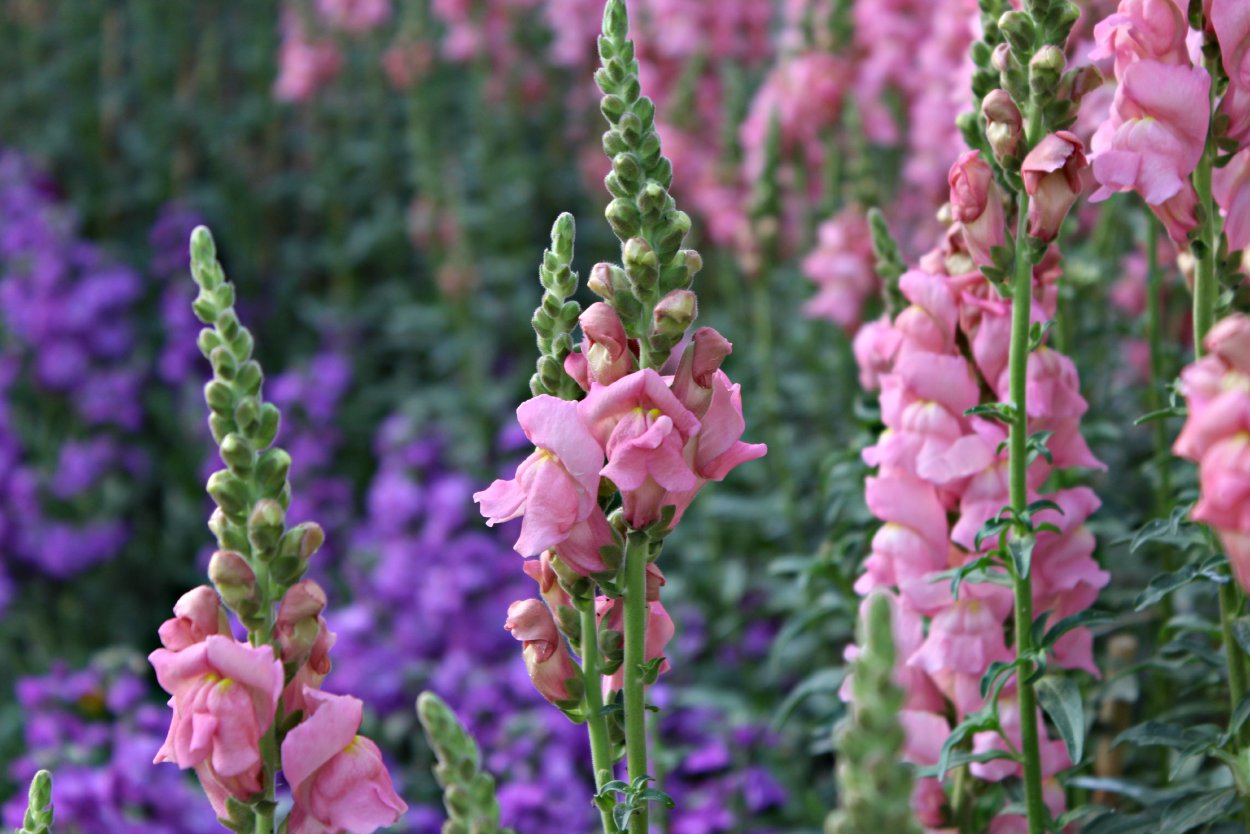 Львиный зев