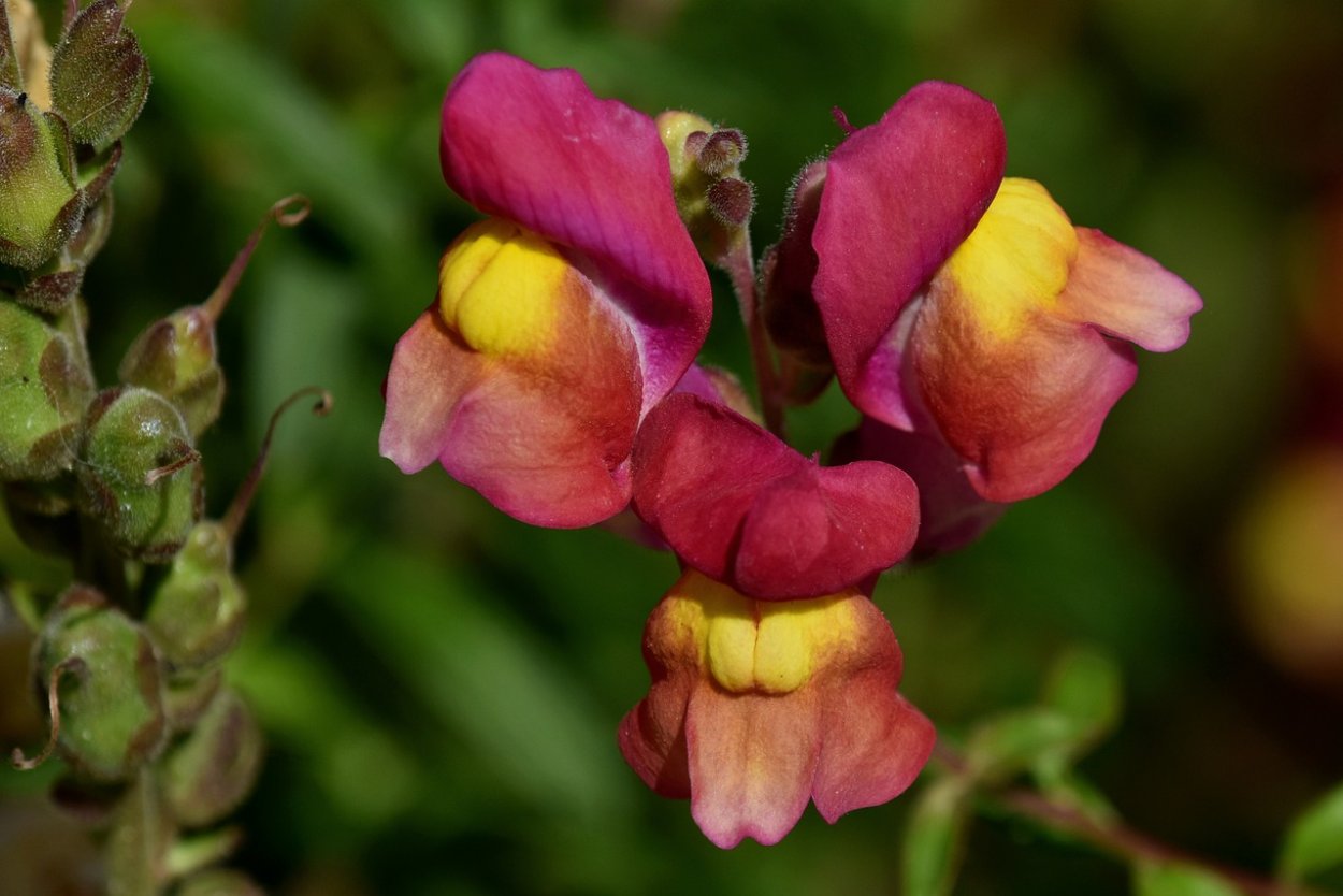 Antirrhinum majus