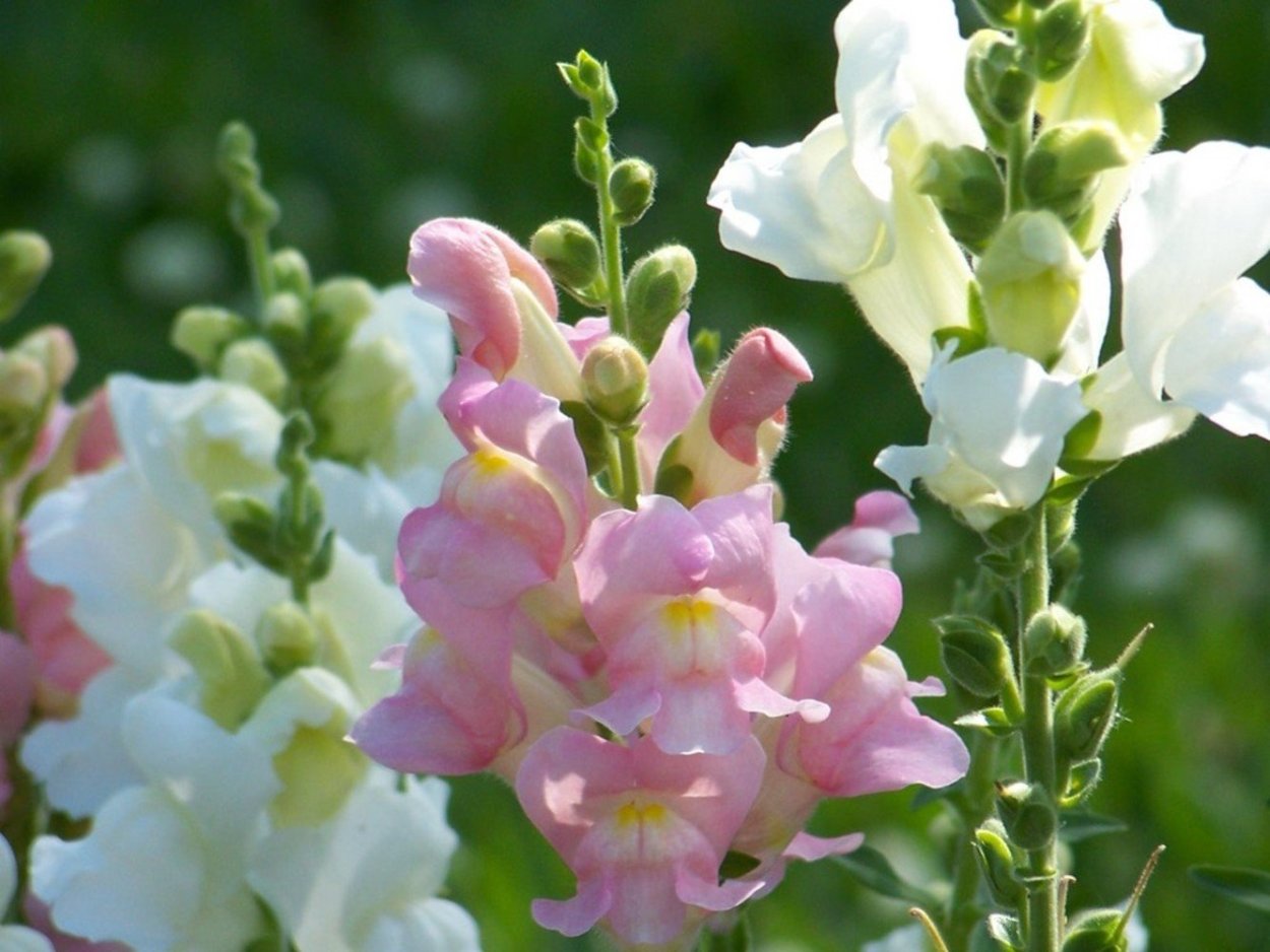 Львиный зев цветок