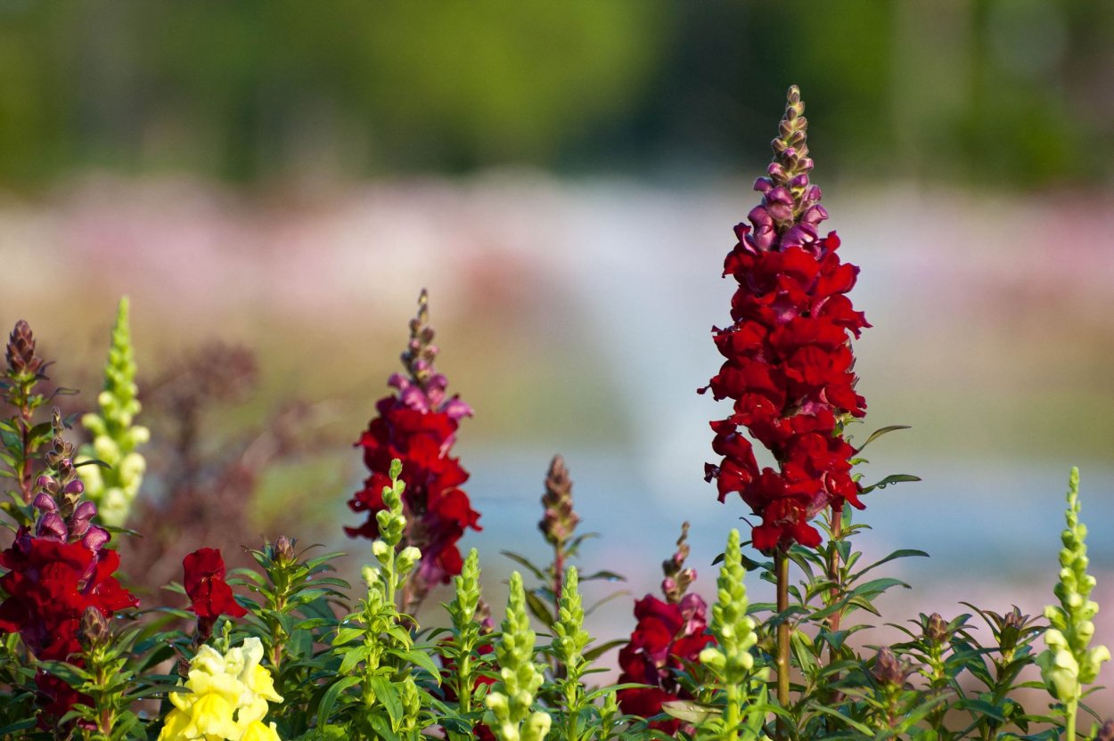 Львиный зев цветок красный