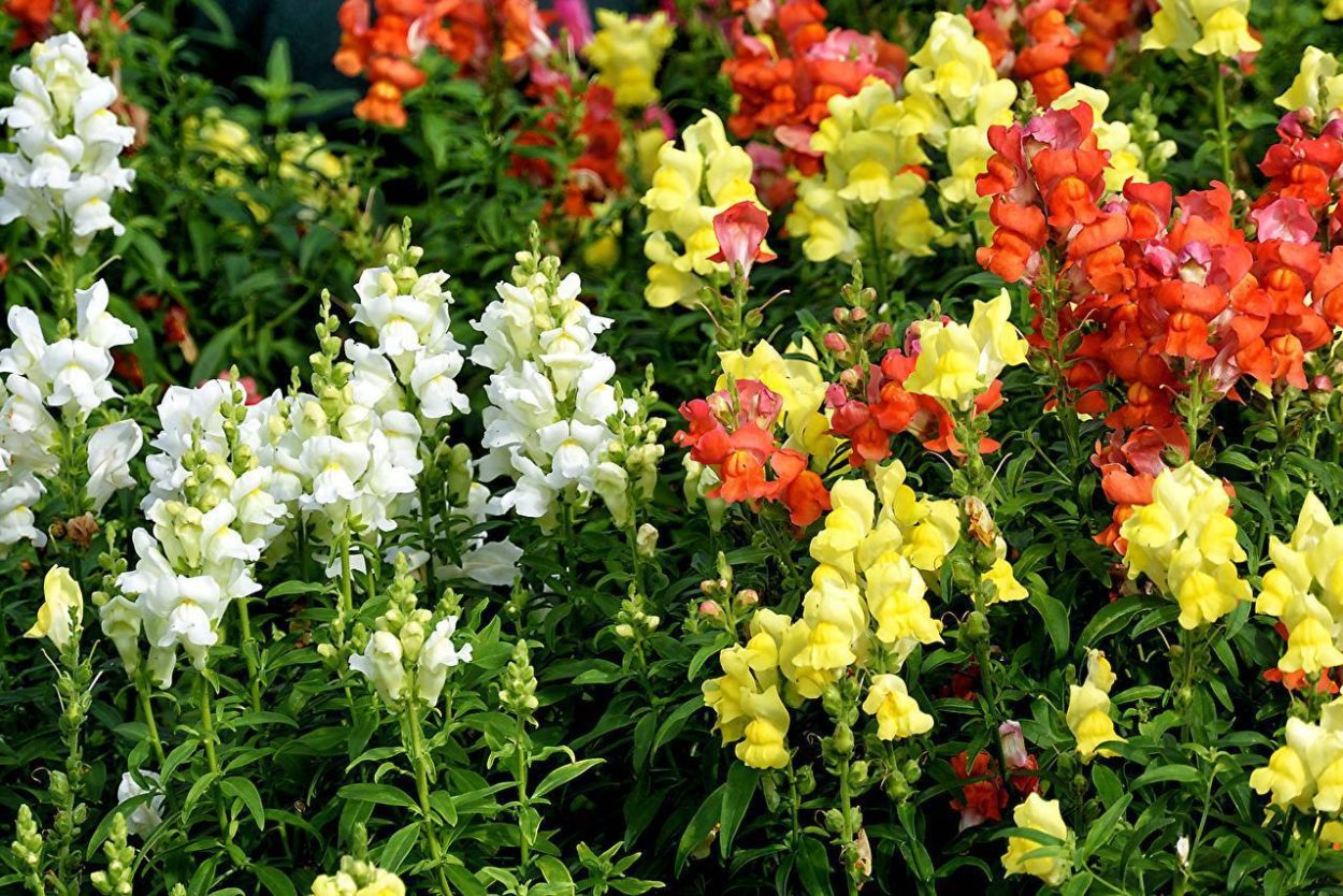 Антирринум львиный зев