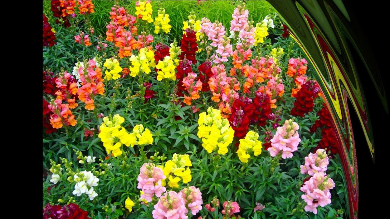 Львиный зев кустовой