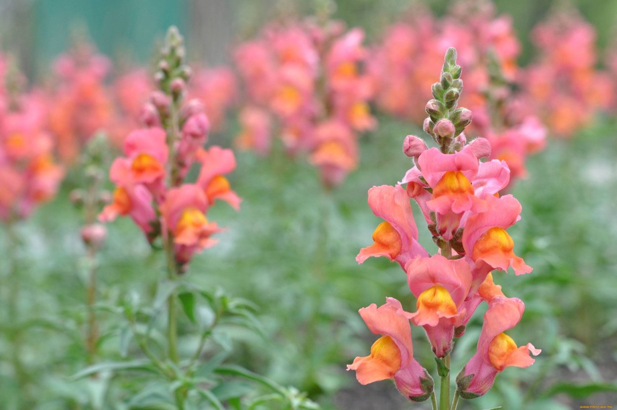 Антирринум / Antirrhinum