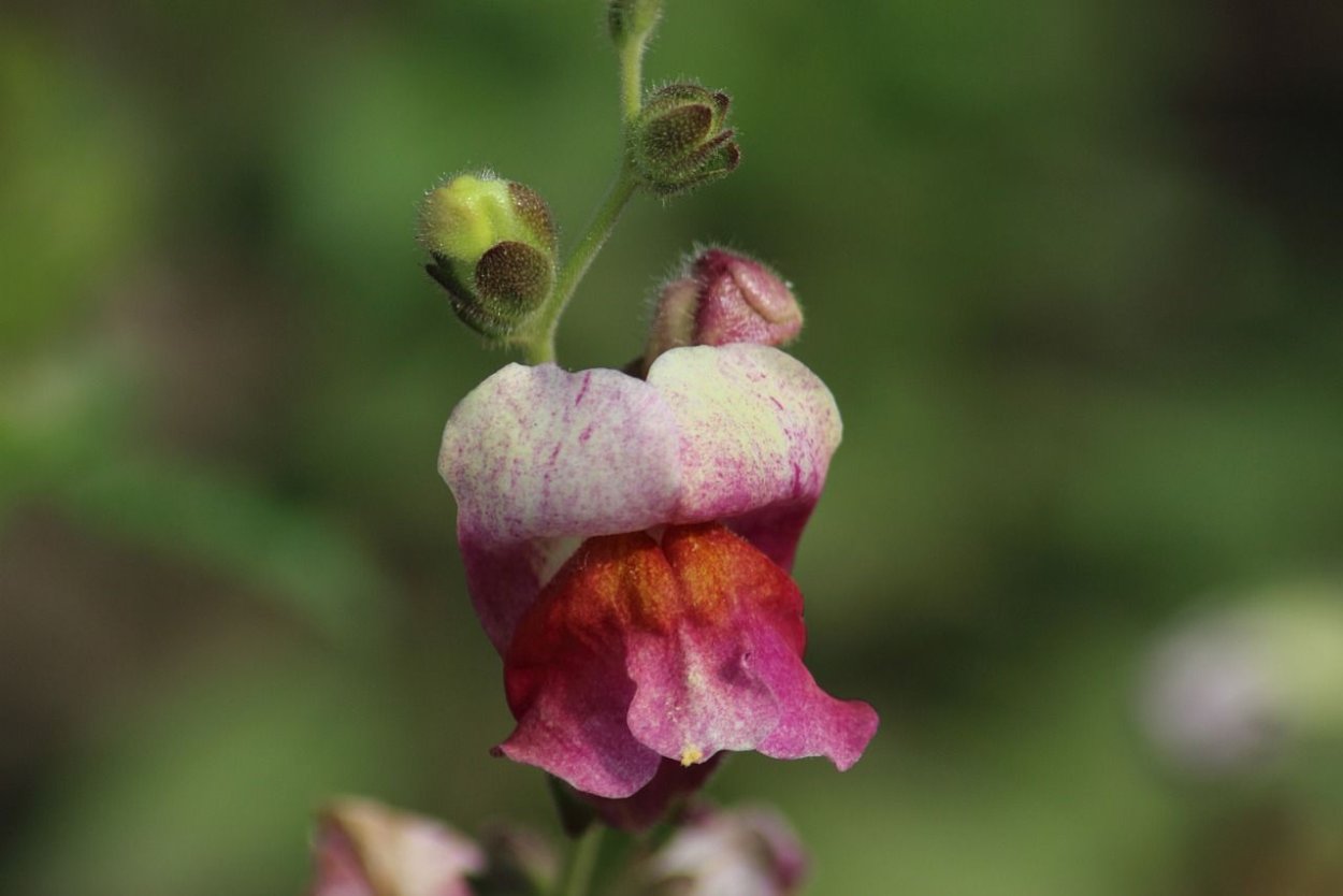 Львиный зев бутон