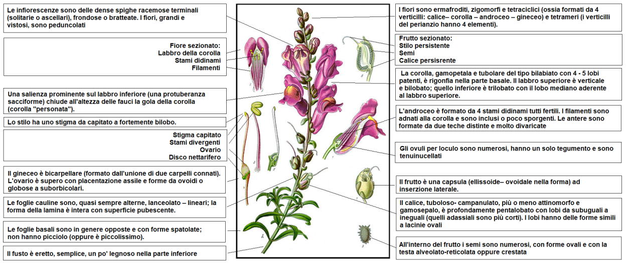 Львиный зев формула цветка