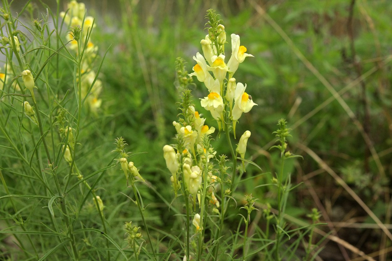 Льнянка (Linaria)