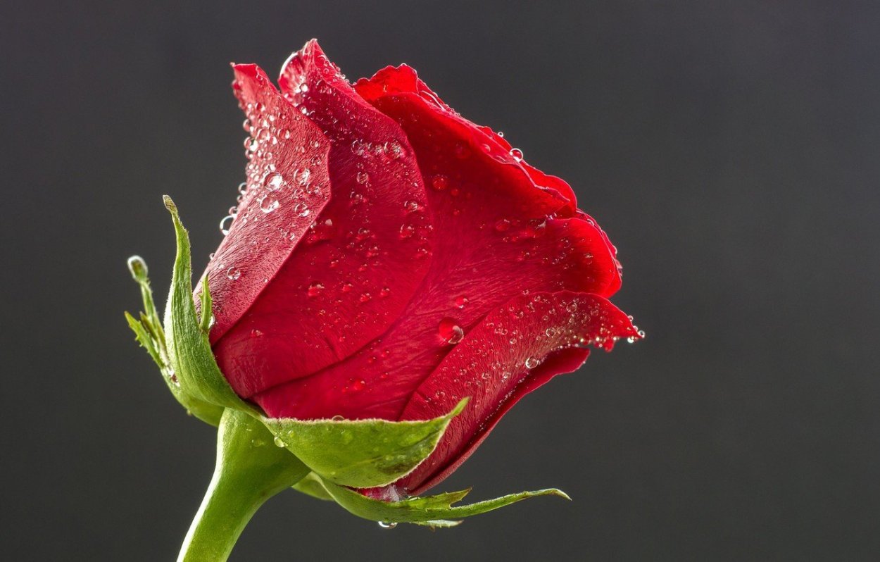 Бутон розы раскрывается