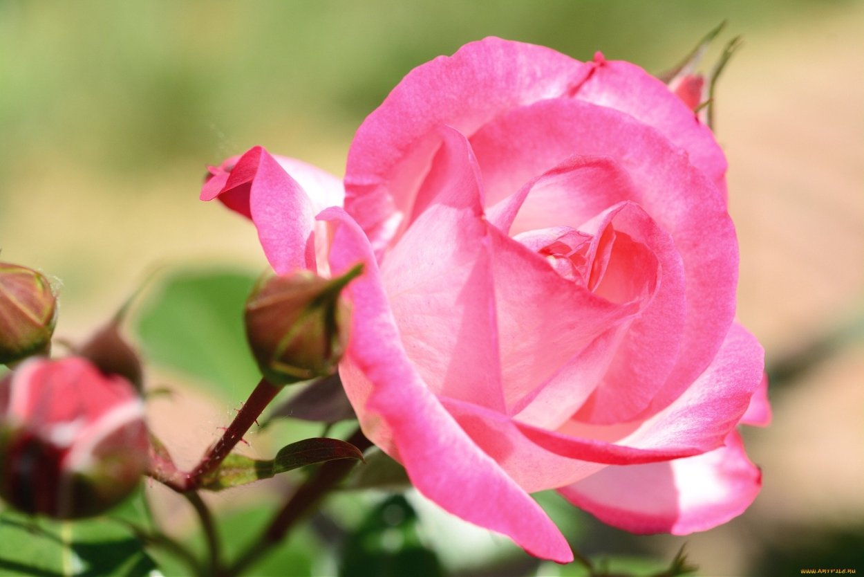 Роза малиновая бутон