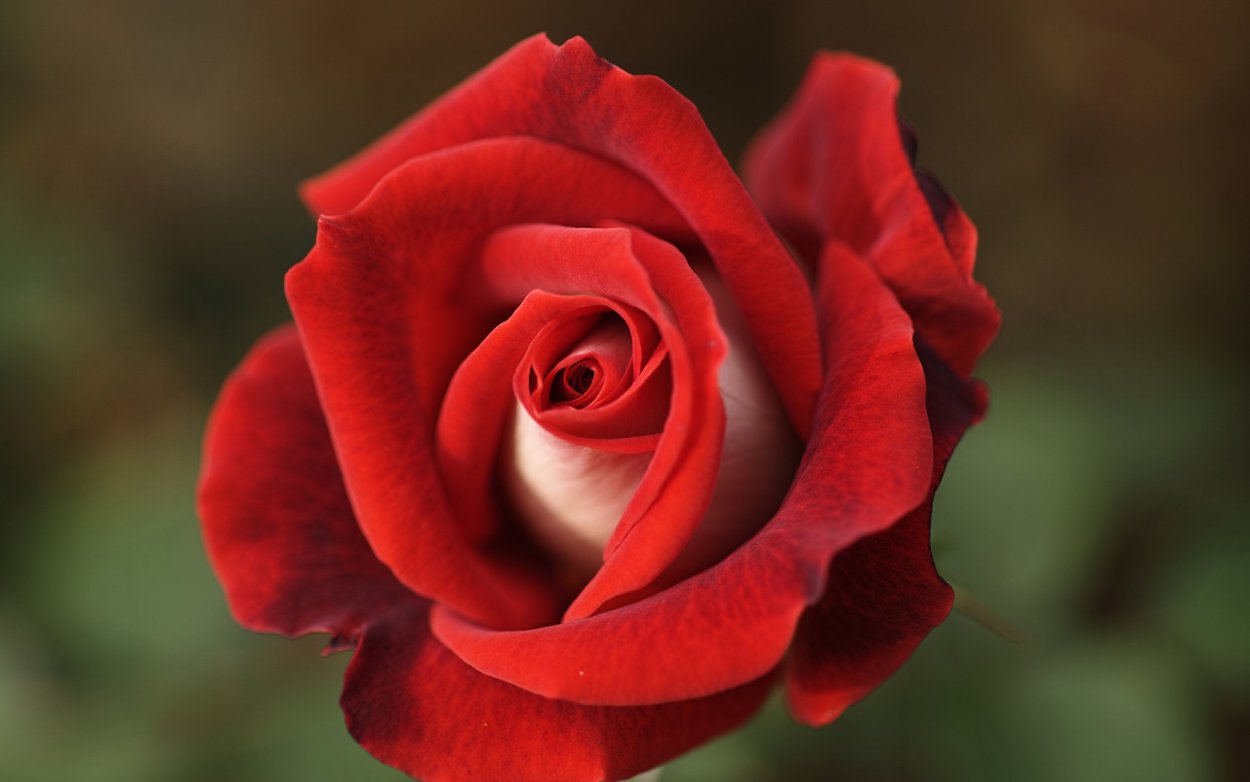 Роза чайно-гибридная эксплорер