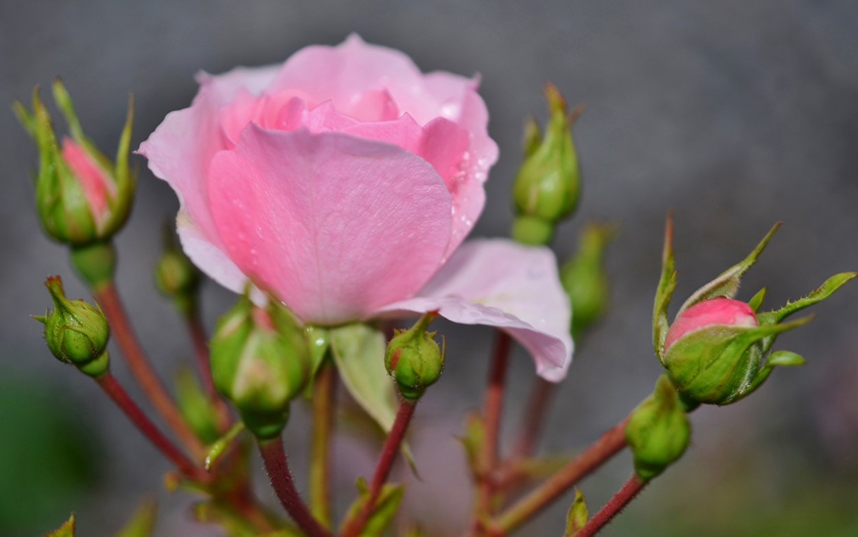 Кустовая роза бутон