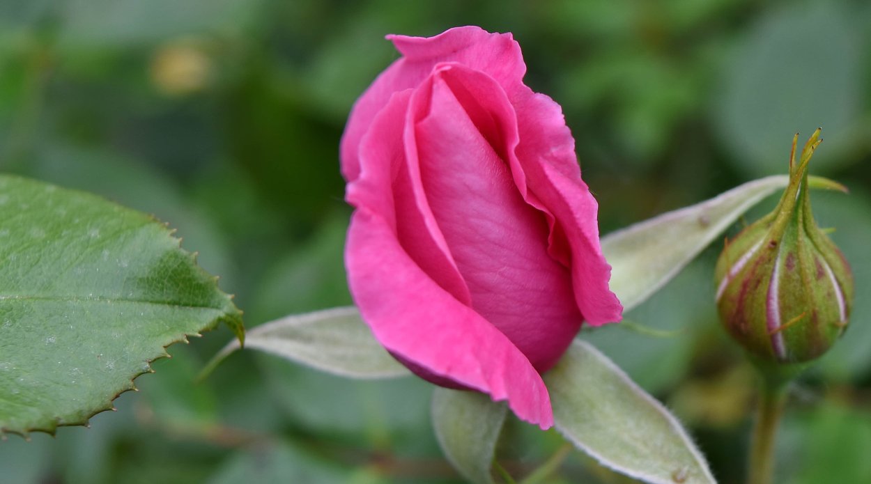 Роза полубутон