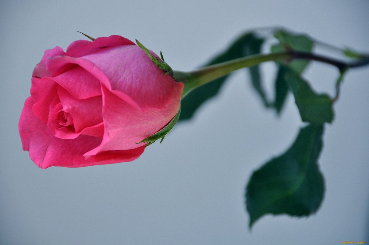 Бутон розовой розы