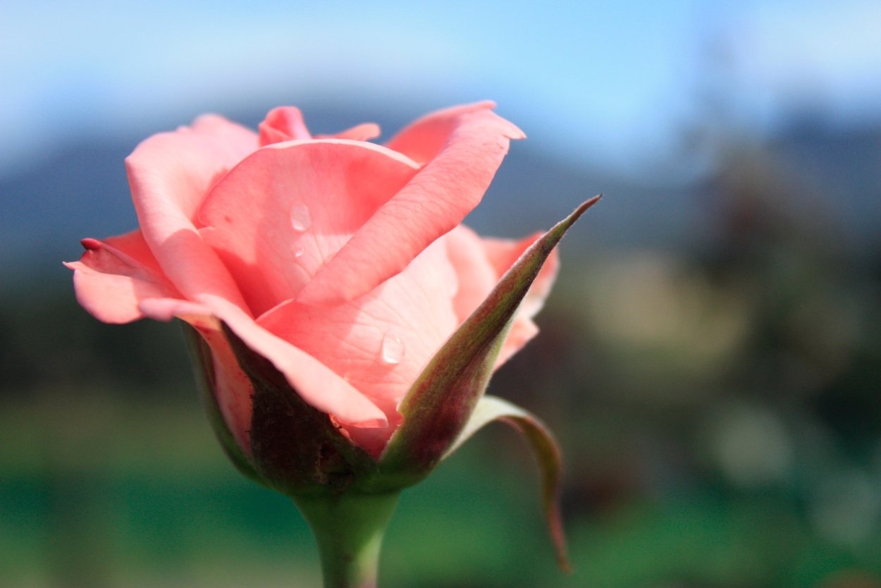 Розы крупные бутоны