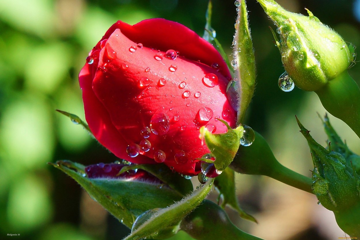 Нерскрывшийся бутон роз