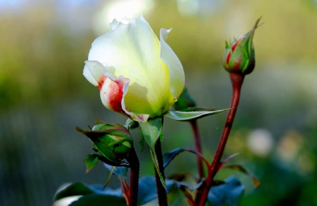 Нераскрывшийся бутон розовой розы