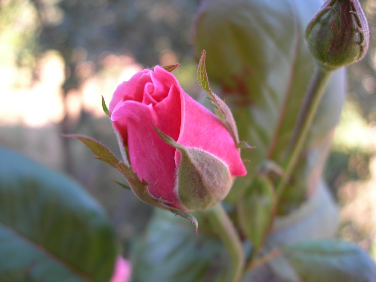 Роза бутон Мадлен