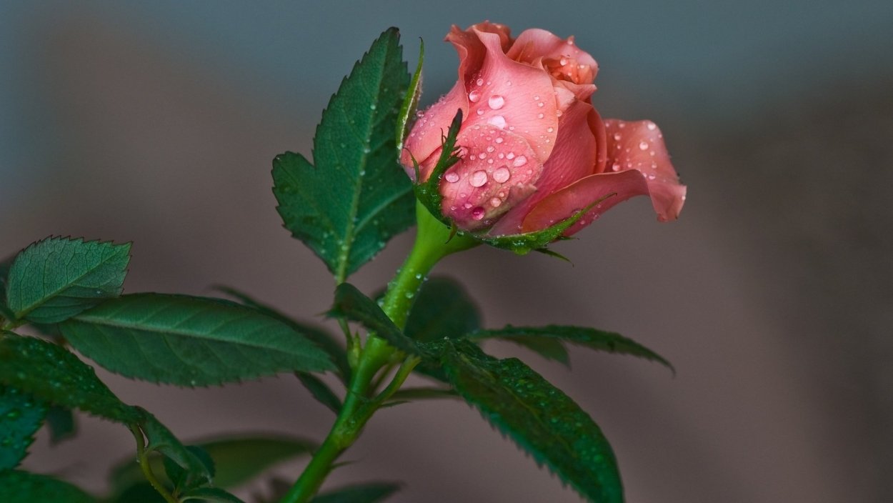 Розовая роза в росе