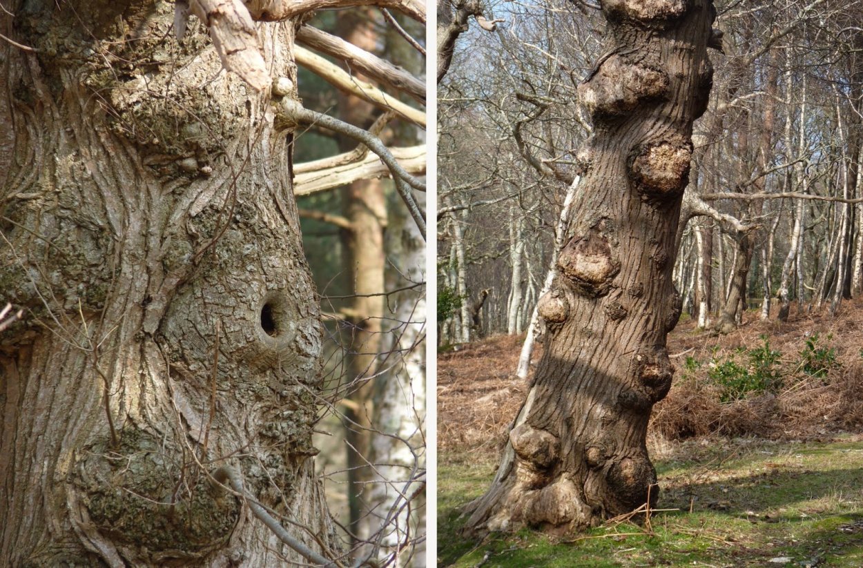 Белолистка дерево