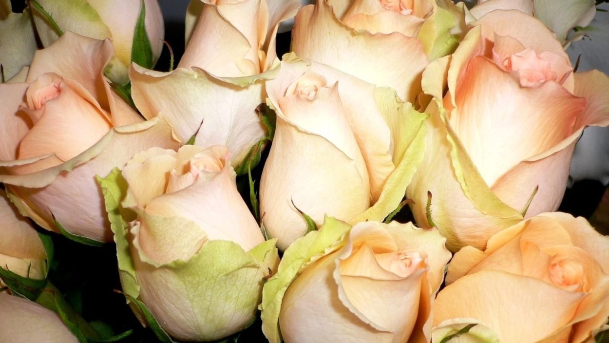 Бежевые розы