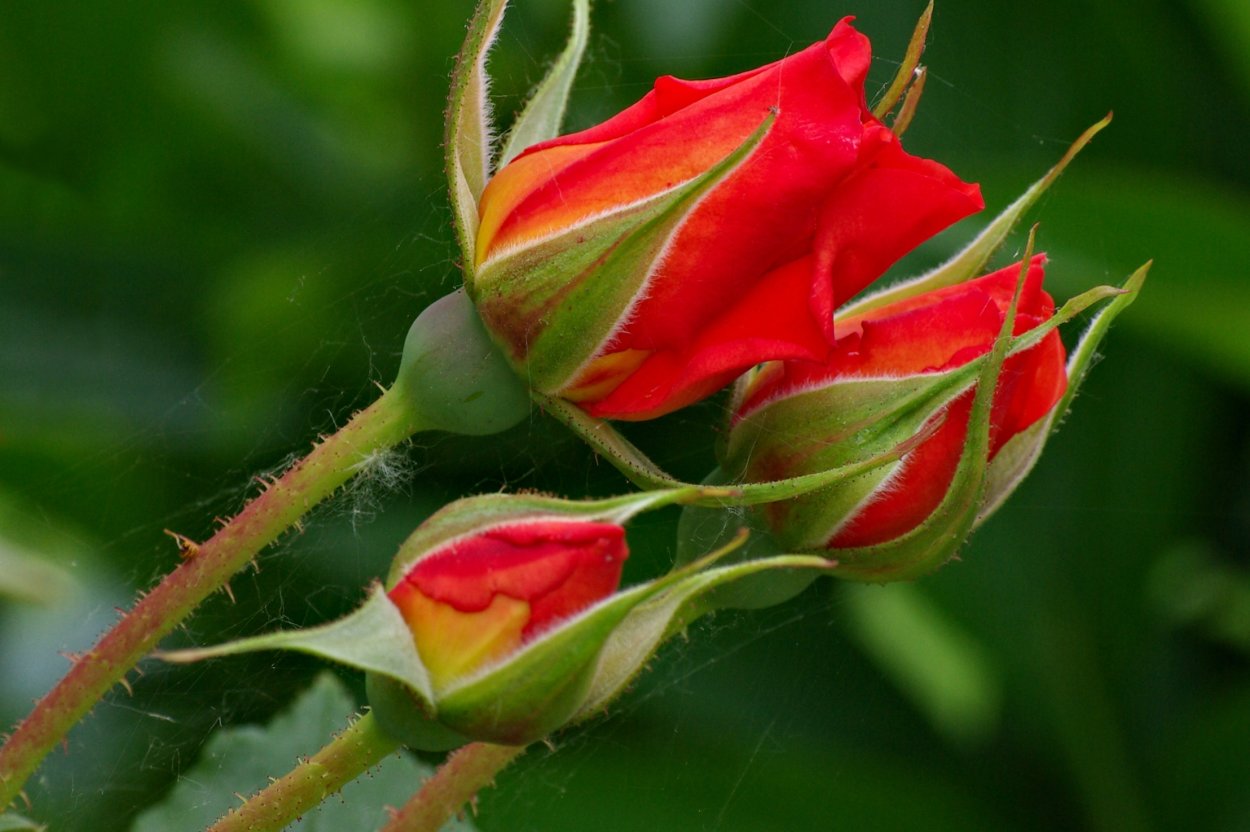 Чашелистик розы