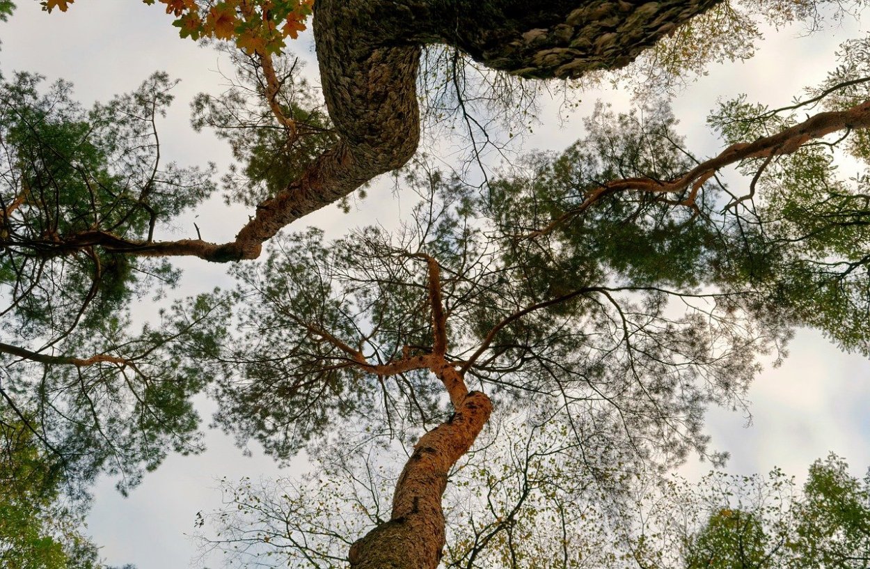 Белолистка дерево