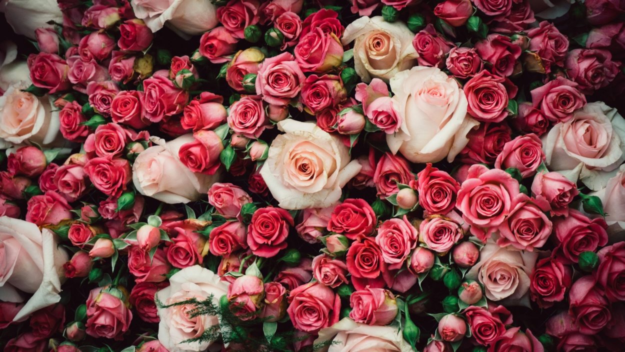 Шикарные цветы