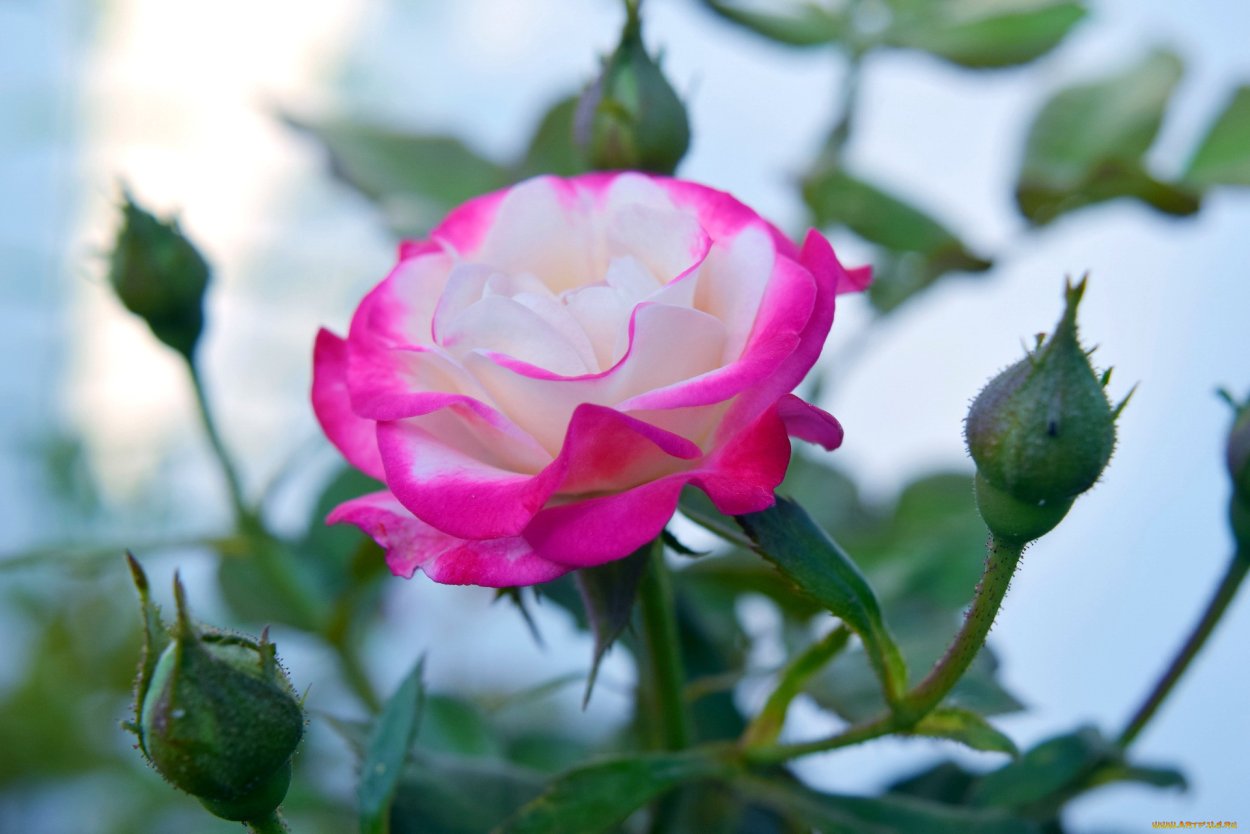 Пышный бутон розы