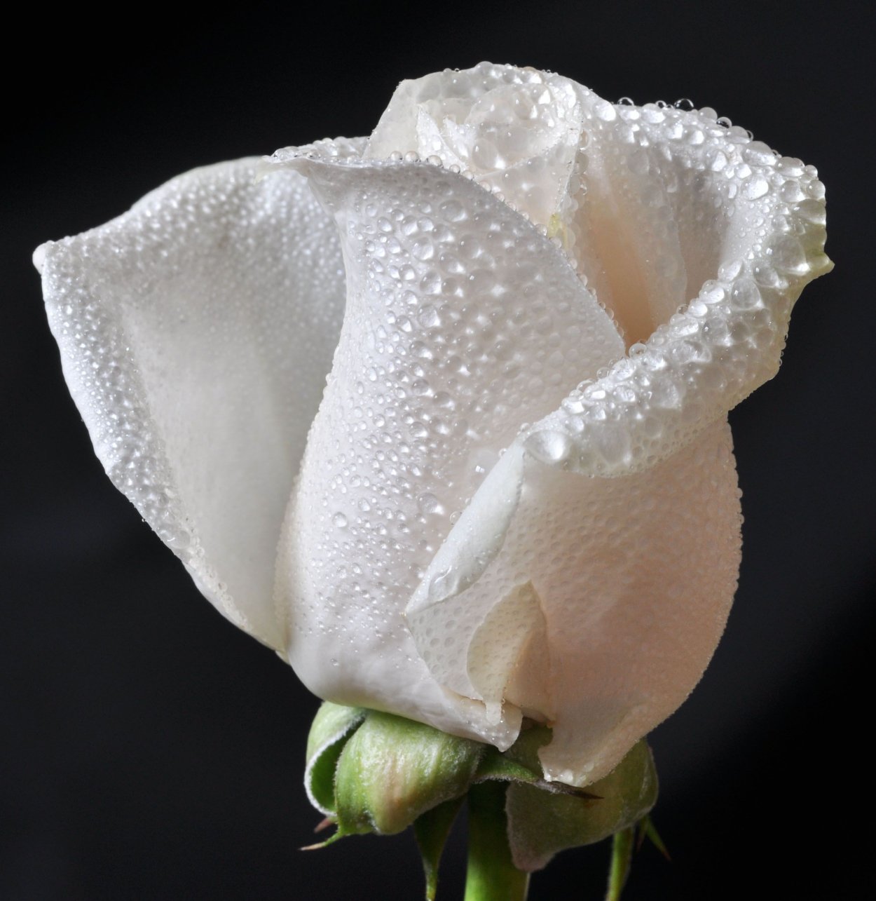 Роза белая бокаловидная