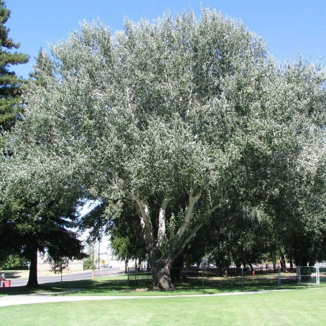 Тополь пирамидальный серебристый