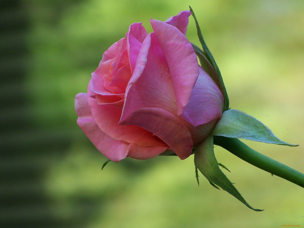 Роза полубутон