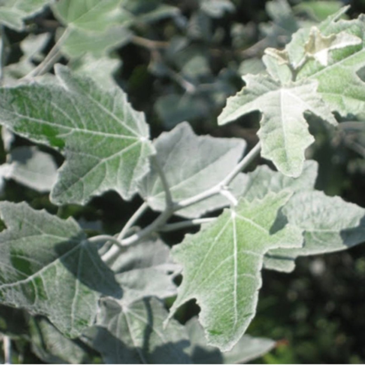 Salix Alba Ива плакучая