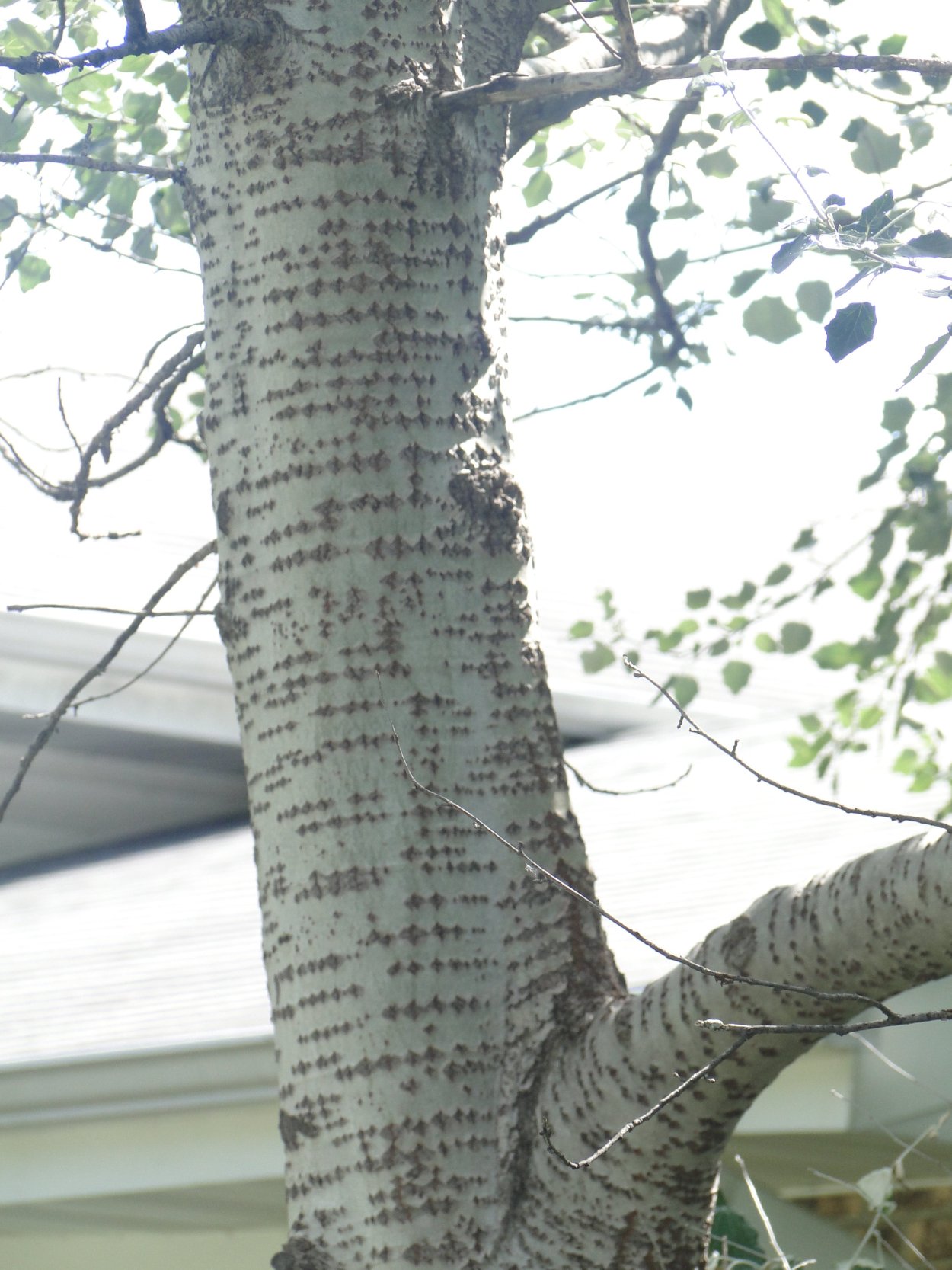 Тополь Populus Alba