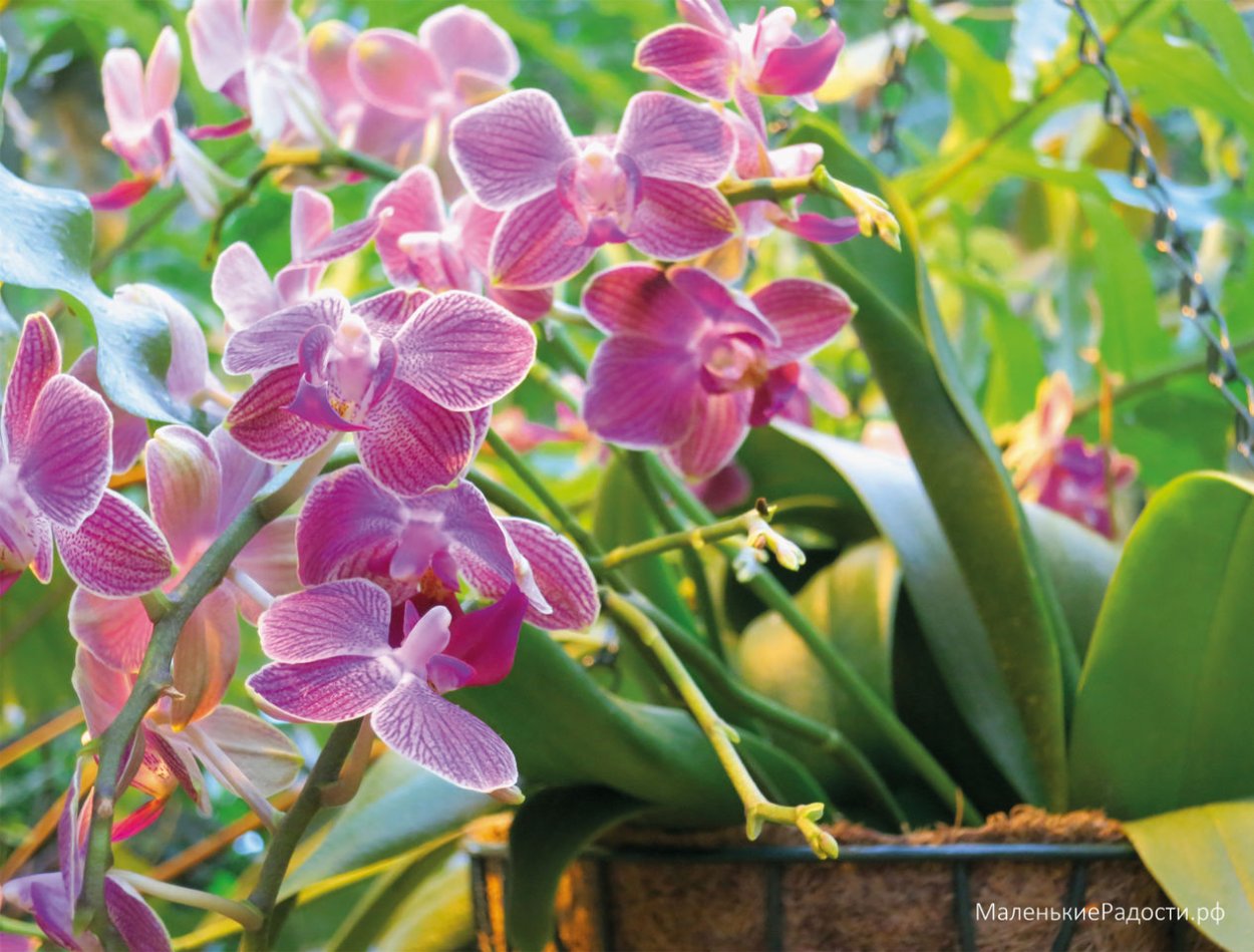 Орхидея Цимбидиум розовая