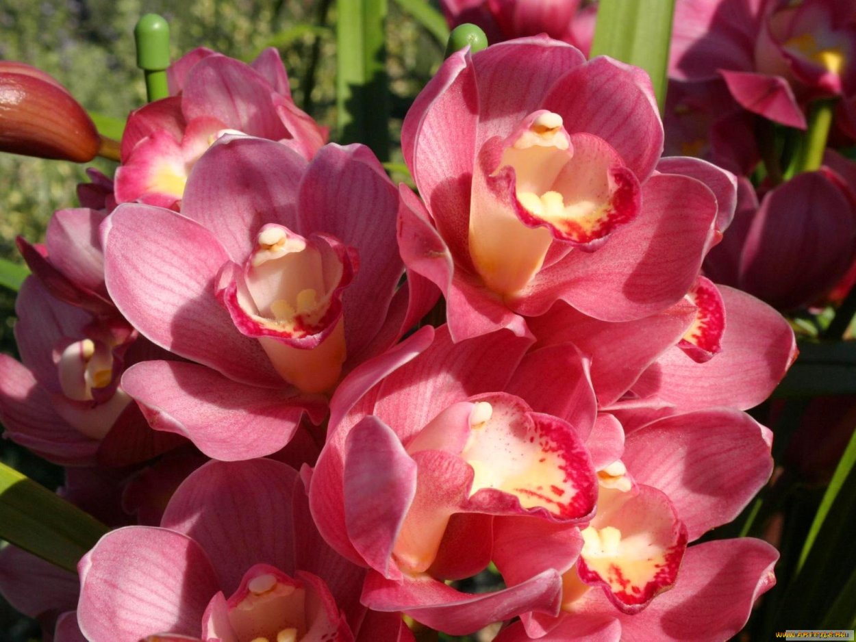 Орхидея фаленопсис голубая