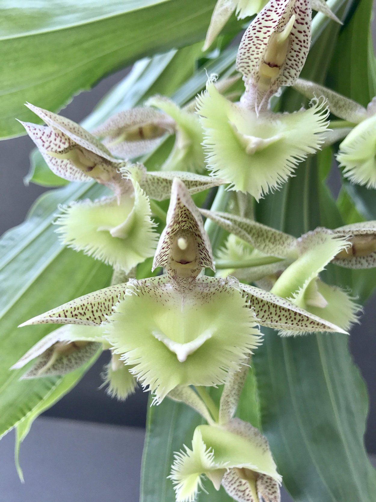 Орхидея фаленопсис большой куст