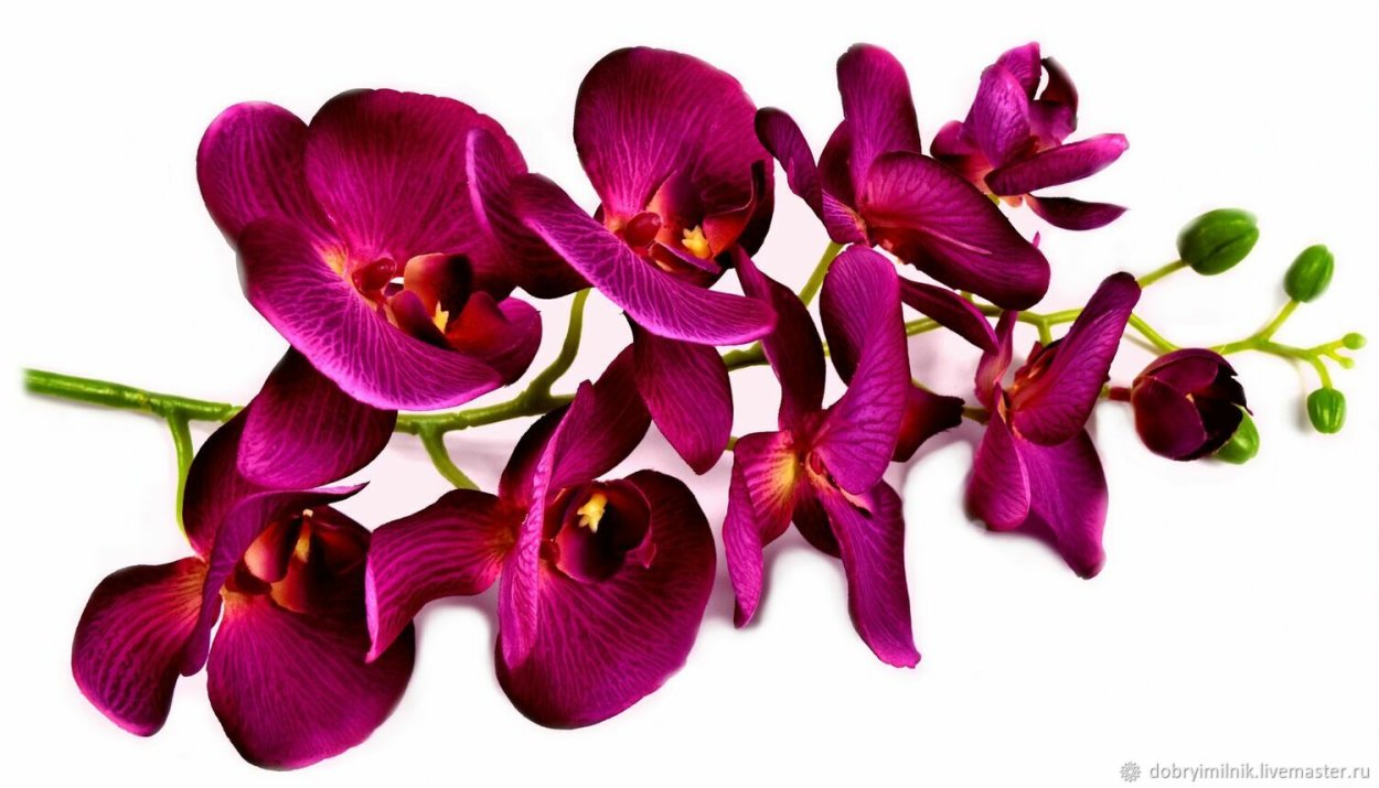 Фаленопсис Элегант Бьюти