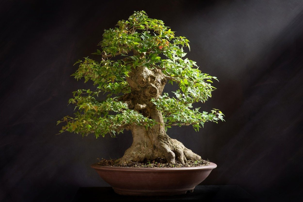 Alnus Bonsai